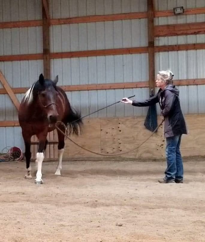 EquiStroke doing quiet groundwork with a horse