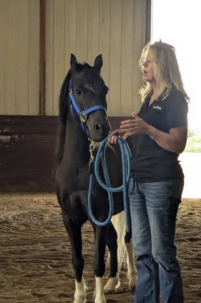 EquiStroke working calmly with a young horse in the arena