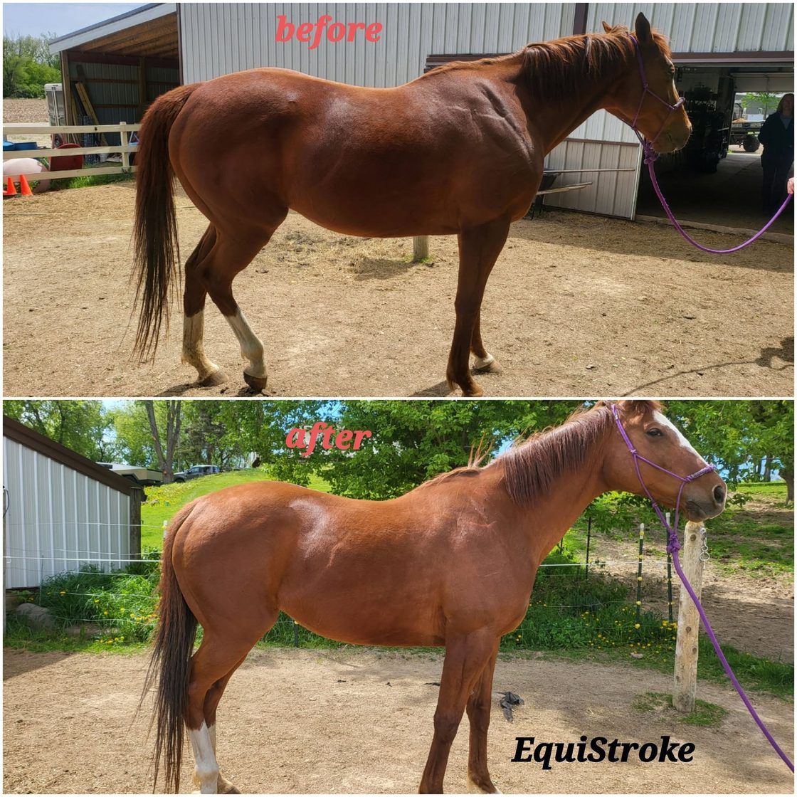 Before and after photos of a horse showing improved topline and posture following EquiStroke bodywork